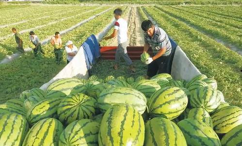 热门大瓜汇总 瓜瓜基地,热门大瓜汇总，瓜瓜基地揭秘幕后真相