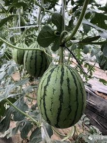 今日吃瓜热门大瓜必看大瓜网红,揭秘网红大瓜，吃瓜群众必看！