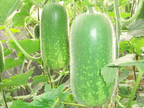 五一今日爆料 怀仁网红大瓜最新消息,怀仁网红大瓜，真相揭秘！